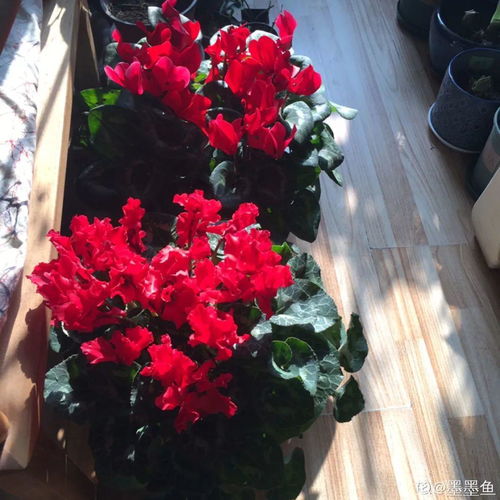跳舞兰过了花期，如何进行后续养护