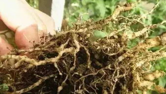 吡虫噻嗪酮对哪些害虫有特效？它能有效防治哪些农作物上的虫害？