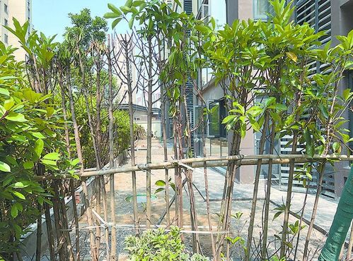 免修剪草的3大核心标准