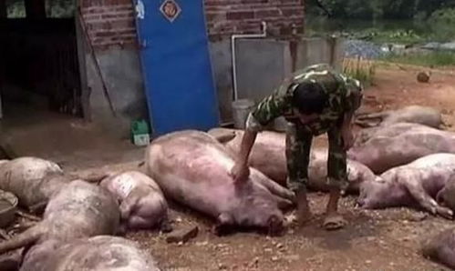 猪突然死亡、母猪流产，是应激在作祟