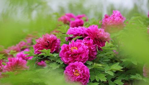 想赏牡丹花？洛阳、菏泽、洛阳哪个城市牡丹最出名