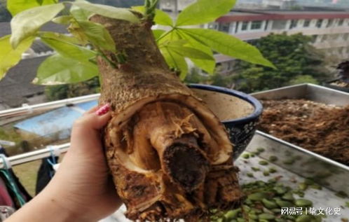 发财树根坏了如何挽救