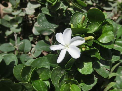 小白花的身份揭秘