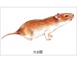 在家养仓鼠时喷杀虫剂平安吗呃？