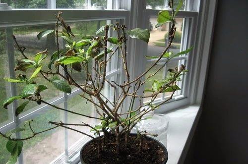 原因二：水分管理不当， 花儿们喝多了水