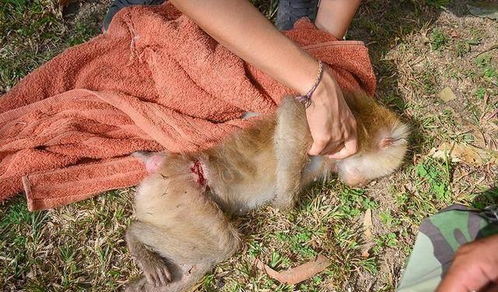 探寻那些在酷热中不屈不挠的生命