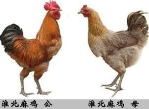 淮北麻鸡价格波动，一斤多少钱取决于市场供需