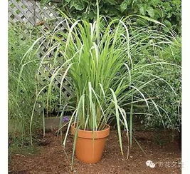 驱蚊植物哪种好？院子里种什么植物驱蚊效果最好