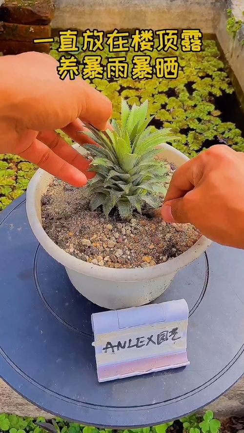 菠萝种植的最佳月份是哪几个月份？