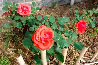 粪便肥料：腐熟后使用，避免烧根