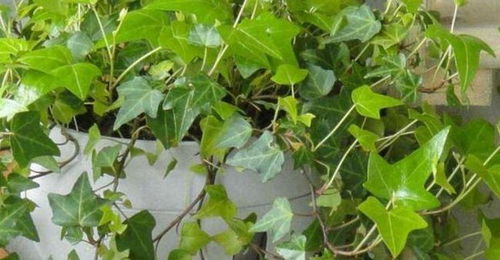 浇水施肥不嫩少