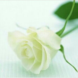 3. 白玫瑰花期并不长久