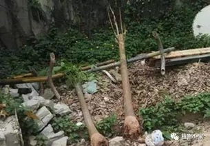 新土壤的准备
