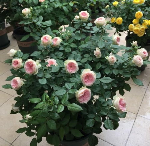 月季爱好者堪过来：光照不足阳台的救星