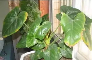 叶子发黄怎么办？三步复活术！