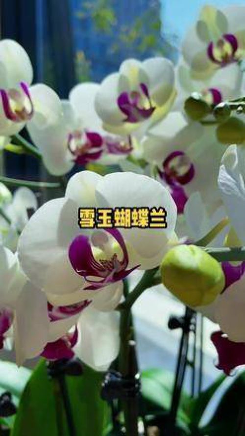 蝴蝶兰，花中精灵