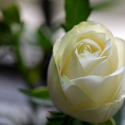 玫瑰花叶片小：揭秘背后的原因