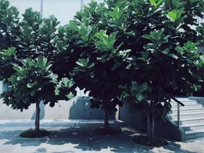 人参榕大小榕树怎么养？如何让它们在室内茁壮成长