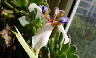 为什么花坛里会有毒鸢尾花？