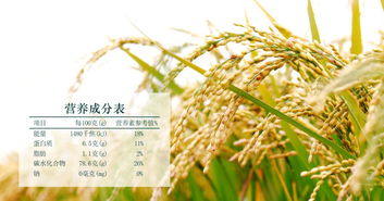 水稻控旺的重要性