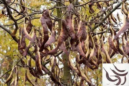 皂角豆子种植时间揭秘：南北差异大， 技巧要掌握