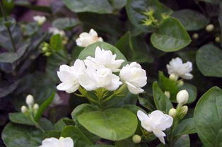 栀子花的水与花：一场无声的对话