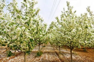 彩叶豆梨品种多， 特色各异