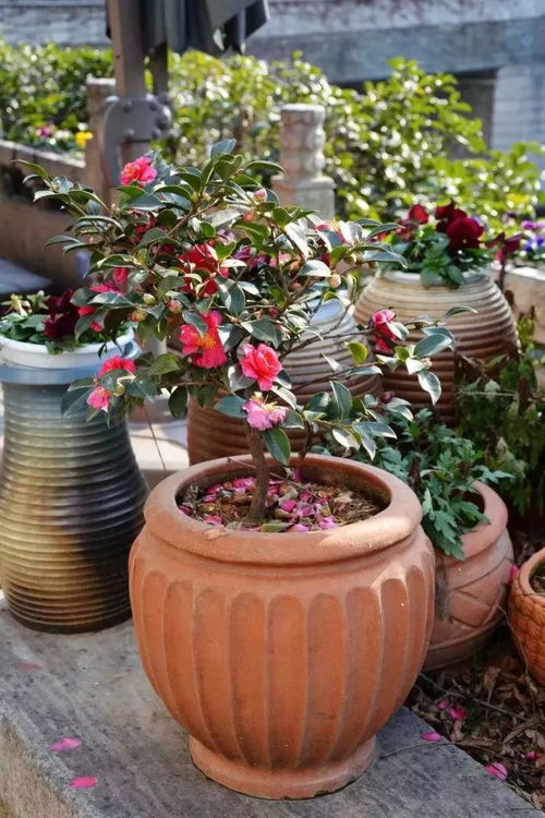 广州花农陈伯的茶花田四季有花