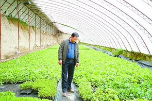 云南大棚小冬瓜因口感佳、产量高，市场需求旺盛