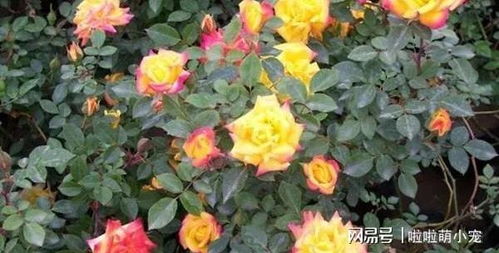 藤本月季的种植技巧