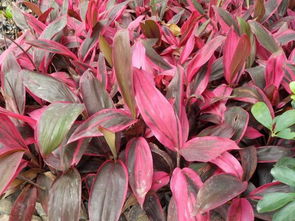 三指法则：浇水不再难