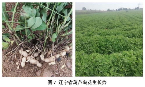 花生八月份是否还能浇水，需考虑当地气候和花生生长阶段