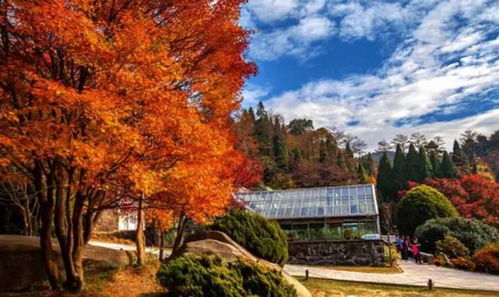 山红叶的文化价值与档次