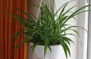 巴西铁香龙血树怎么养？光照和浇水频率有讲究吗