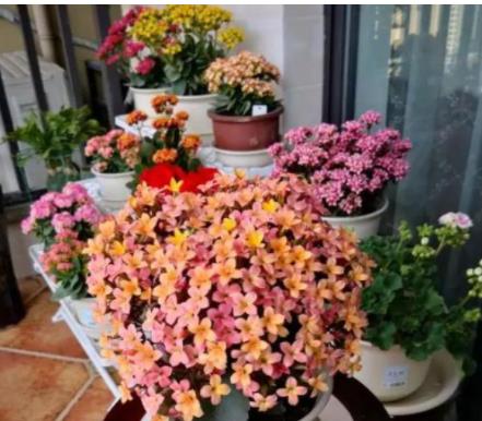 哪里网购花草种子梗优质？网购平台与实体店选购技巧对比？