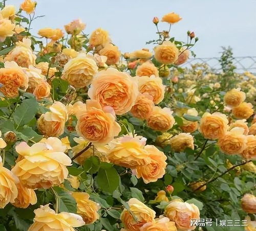 藤本浪漫宝贝月季：独特花色， 花量巨大