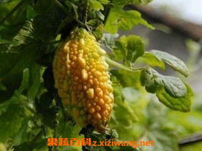 延胡索种植前景广阔，市场需求稳定增长