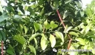 橘子断根促根技术：通过切断橘子根系