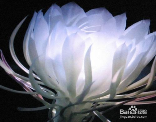 昙花种植应该使用什么土壤？请推荐适合昙花生长的土壤特点