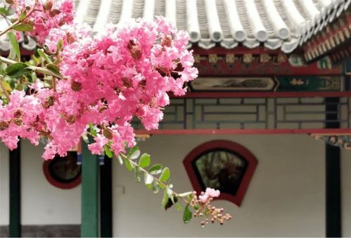 各色月季竞相开放成为北京的一大景观