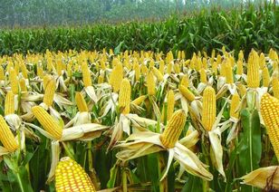 叶面肥与除草剂的使用