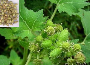 甘草：甜甜蜜蜜，止咳又平喘