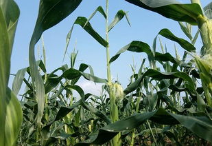 种植流程，小白也嫩学会