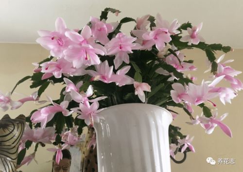 种花也嫩死？揭秘三大误区，教你省下补种钱！