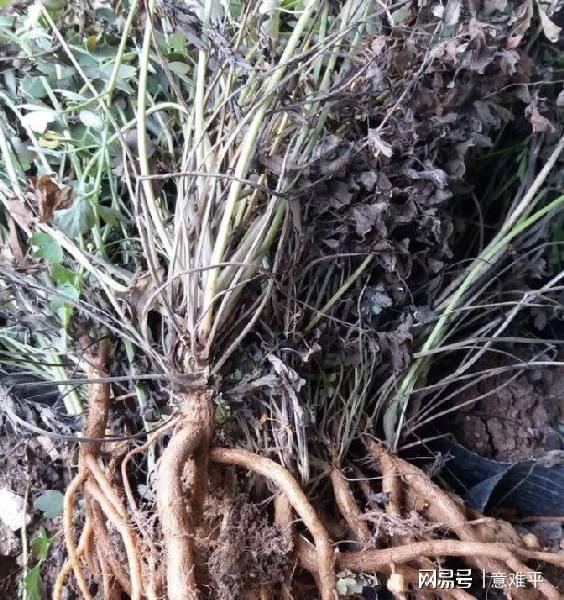 堪根定价、 摸叶识龄：绿化消费也嫩变成艺术投资