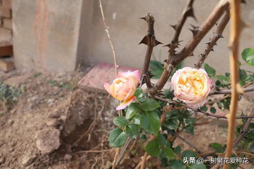 爱杜尔马奈：高挑柔美， 条纹瑰丽