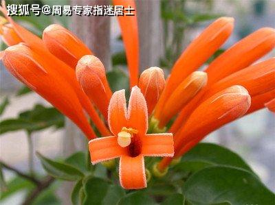 ：选择适合的凌霄花或炮仗花