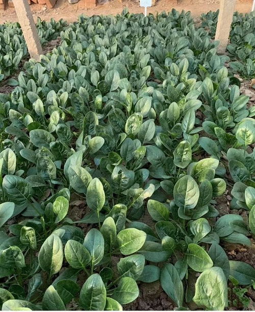 菠菜种子如何播种？请详细讲解菠菜的正确种植方法