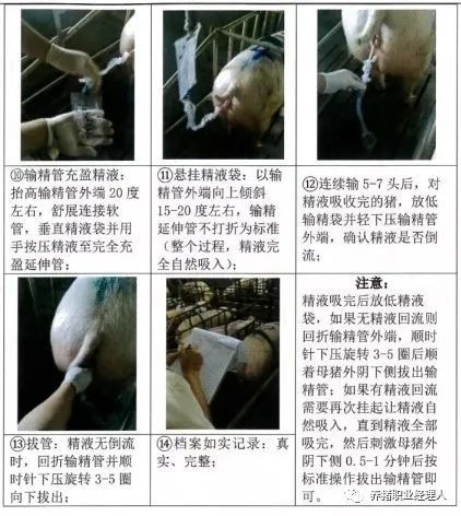 袋装精液悬挂式输精，效果如何