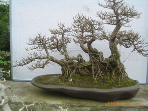 干生根，湿发芽，根部不干不浇，多喷叶面水，保持空气湿度。